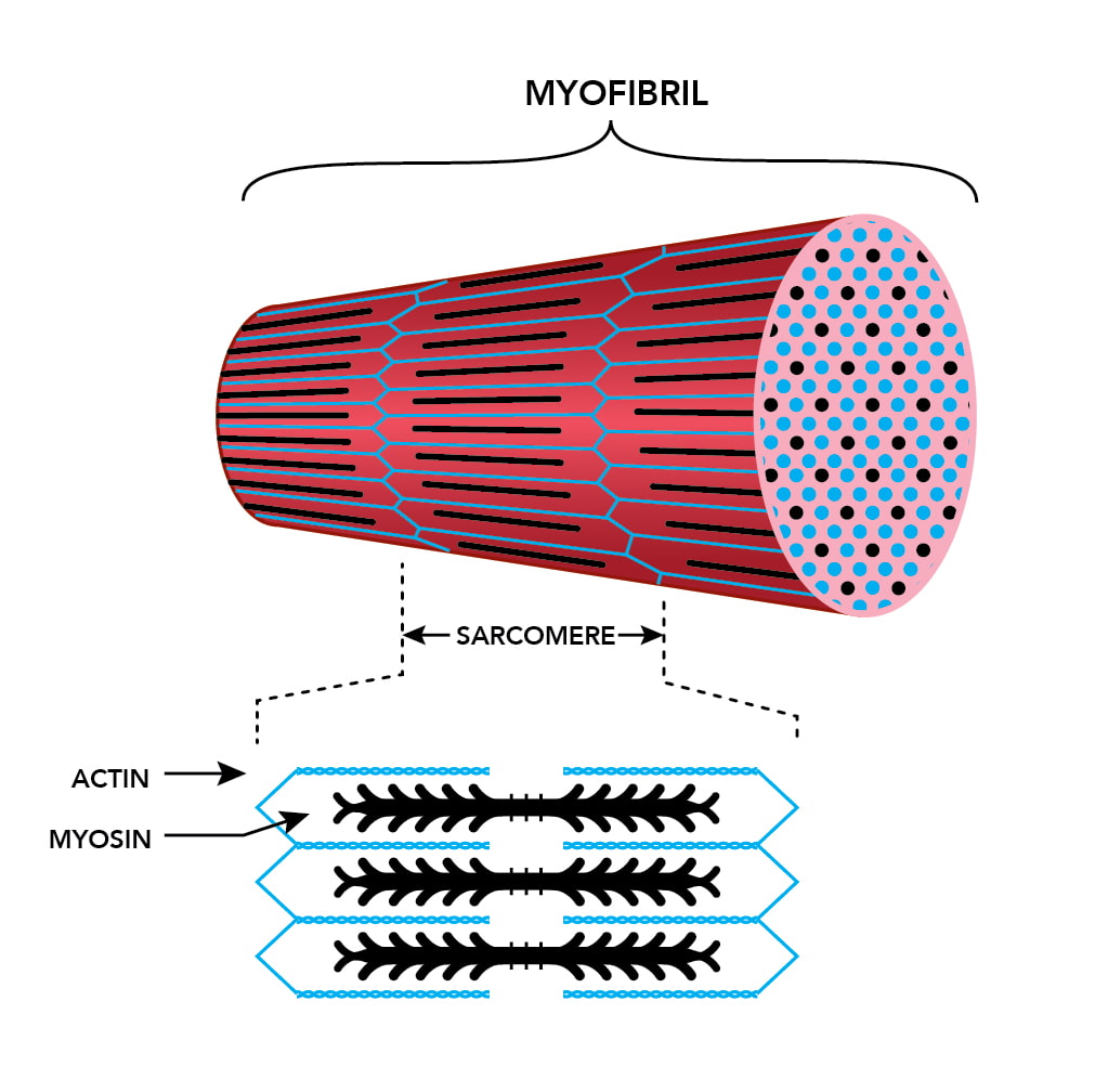 sarcomere in muscle fibers