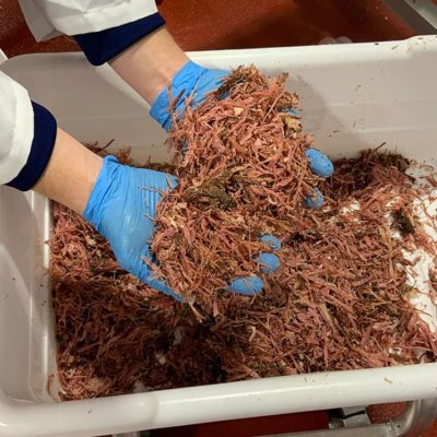 shredded beef