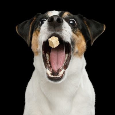 dog treat pet food